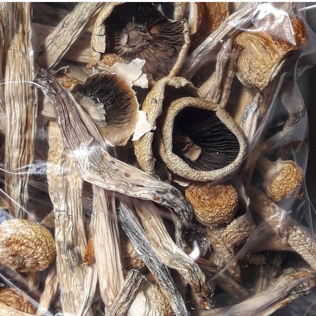 Die Penis-Neid-Pilze | Pilze